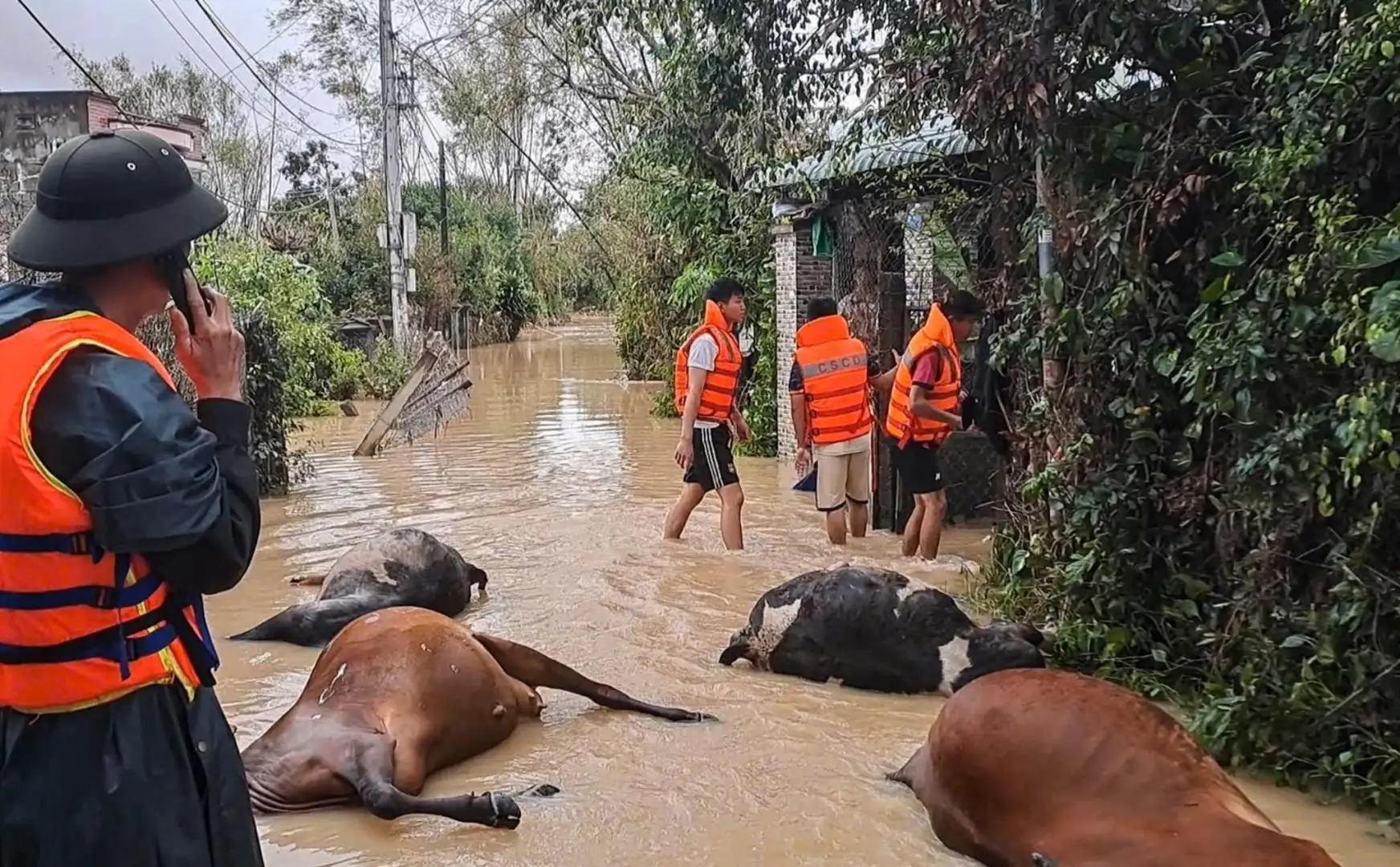 Vật nuôi, hoa màu của người dân gần như mất trắng. Ảnh: Báo Bình Định